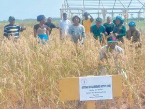 NCRI Partners with Farmers to Develop Climate-Resilient Ofada Rice Variety