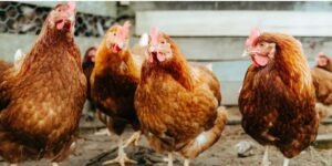Rivers State Confirms Bird Flu Outbreak, Implements Swift Measures to Curb Spread
