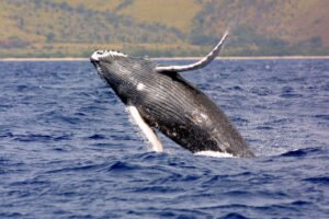 Kayaker Swallowed and Spat Out by Whale in Chile in Stunning Viral Video